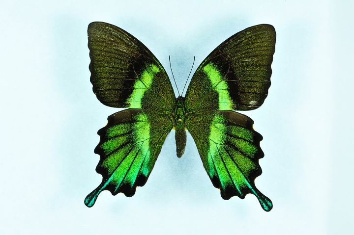 Papilio blumei aberration1 (Internet Image property of respective owner, non-commercial use only)